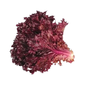 Red Lettuce (Imported)