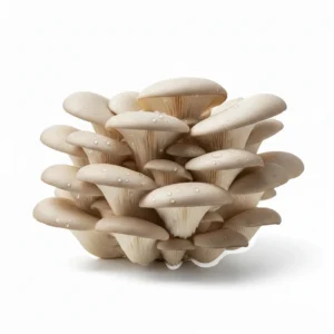 Mushroom Oyster (Jhinuk Mushroom)