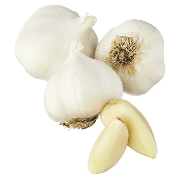 Garlic