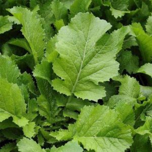 Mustard Leaves (Sarso Saag)