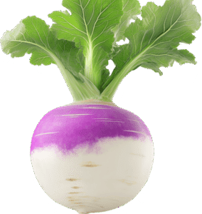 turnip-vegetable-root-vegetable-fresh-turnip