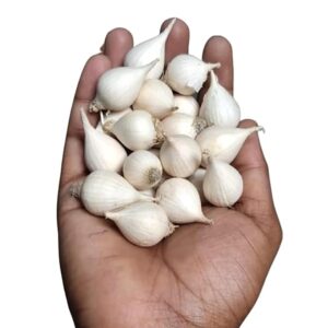 Clove Garlic - (Kuli Lashun)